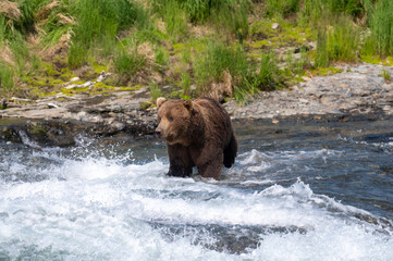 Sticker - Alaskan brown bear at McNeil River