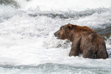 Sticker - Alaskan brown bear at McNeil River