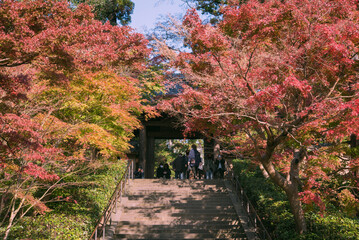 Wall Mural - 秋の鎌倉　円覚寺の総門と紅葉したもみじ　Engakuji Temple gate and autumn Japanese maple trees in Kamakura, Japan