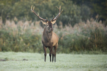 Wall Mural - majestic red deer, cervus elaphus, stag standing on a meadow with frost on the ground early in the m
