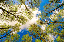 Vertical View Of A Dense Woodland Showing The Tall Trees Seen Against A Partially Clear Blue Sky. Located In A Famous Nature Reserve.
