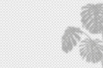 Leinwandbilder - Shadow overlay of monstera leaves. Transparent overlay shadow effect from tropical palm leaf of monstera. Realistic soft light effect of shadows and natural light on transparent background. Vector.