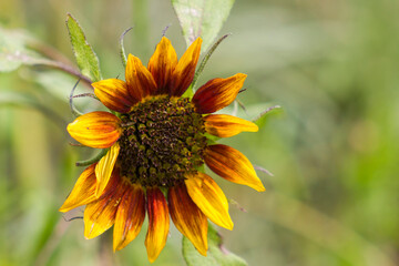 sunflowers in the garden (Helianthus)