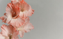 Coral Pink Gladiolus On Grey Background, With Copy Space