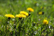 Beautiful yellow dandelions on sunny day, closeup