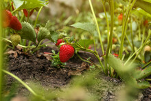 Strawberry Plant With Ripening Berries Growing In Garden