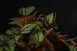Leaves of variegated houseplant begonia on a black background.