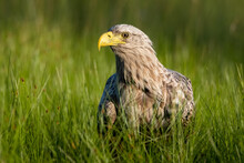 White Tailed Eagle Portrait In The Bog At Summer