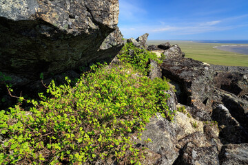 Wall Mural - Summer mountain Arctic landscape. Wild northern red currant (Ribes triste) among the rocks on the hillside. Tundra plants. The nature of Chukotka and polar Siberia. Far North of Russia.