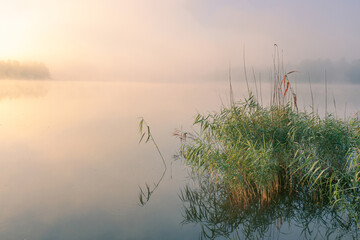 Wall Mural - Sunrise over the foggy river. Canes in the foreground in the water. Sun is rising up through the trees on the further river bank.