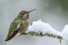 Anna's Hummingbird In Winter
