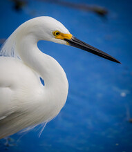 Beautiful Portrait Of A Snowy White Egret With Bright Yellow Breeding Plumage