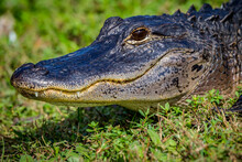 Florida Alligator In Profile Facing Left, Eyes Open