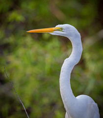 Wall Mural - Close up of a basic Florida egret also known as a white egret and a great egret