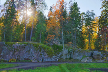 Wall Mural - landscape with autumn trees on rocks