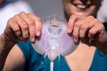 Smiling thornback ray (Raja clavata) held by the two hands of a smiling woman in the background.