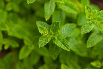 fresh mint leaves fresh mint leaves in the garden, close-up, selective focus, green mint leaves, mint aroma