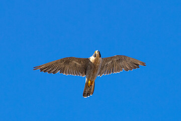 Canvas Print - Close view of a  Peregrine Falcon flying, seen in the wild in North California