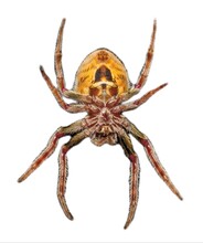 Female Tropical Orb Weaver Spider - Eriophora Ravilla - Isolated Cutout On White Background.  View From Ventral