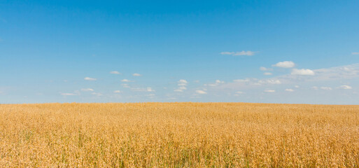 Wall Mural - Field of growing oats