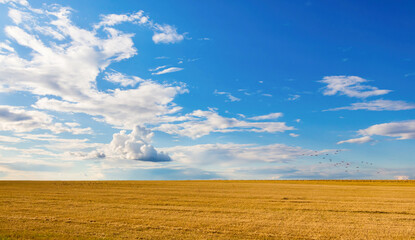 Canvas Print - Beautiful rural landscape with Blue sky and field