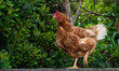 galinha ave rural quinta agricultura