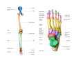 © vipman4 - Diagram of the structure of the bones of a human leg on a white background. Vector 3D illustration