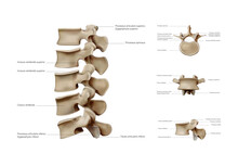 Ligaments And Joints Of The Cervical Vertebrae And The Occipital Bone. Back View. Vector Illustration