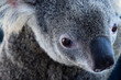 Close up face of a koala, phascolarctos cinereus, a native Australian animal.