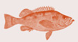 Golden redfish sebastes norvegicus, marine fish in side view