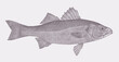 European seabass dicentrarchus labrax, marine and freshwater fish in side view