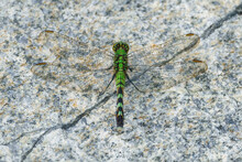 Eastern Pondhawk Dragonfly Perched On A Natural Granite Vein