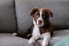 Border Collie Puppy On Sofa