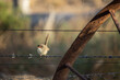 © Austockphoto - Female Superb Fairy-wren on a fence