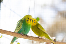 Happy Pair Of Pet Aussie Birds Sitting On Stick In Cage