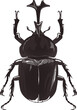 カブトムシ beetle