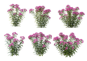 Wall Mural - Shrubs and flower on a transparent background
