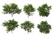 © jomphon - Shrubs and flower on a transparent background