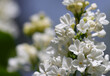 Inflorescence of white lilac.