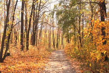 Sticker - Calm fall season. Beautiful landscape with road in autumn forest. Maples trees with yellow and orange leaves