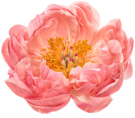 Wall Mural - PNG flower head. Pink peony transparent background