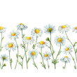 Seamless pattern, border, frame with field white chamomile flowers (cota, daisy, chamomilla, kamilla). Watercolor hand drawn painting illustration, isolated on white background.