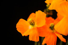 Heads Of Vibrant Orange Blooming Poppies