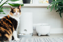 Well-fed Multicolor Cat Waiting For Food Near Smart Feeder Gadget With Water Fountain And Dry Food Dispenser In Cozy Home Interior. Home Life With Pet. Healthy Pet Food Diet Concept. Selective Focus.