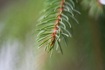 Sticker - background of spruce branches close-up