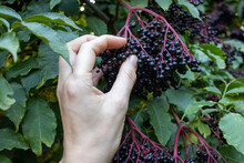 Woman Pick Elderberries In The Garden. Female Hand Holds Fruit Black Elder Berry Outdoors In Nature. Summer, Autumn Harvesting Season