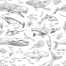 Seamless Pattern With Fish And Marine Animals, Hand Drawn Vector Illustration.