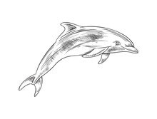 Dolphin Sea Mammal Animal Sketch Hand Drawn Vector Illustration Isolated.