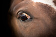 The eye of a scared horse. Stress, fear, horse. Detail up close. Violence, fear concept