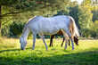 A white horse eats grass in a meadow in the rays of the setting summer sun. Silhouette against the background of trees